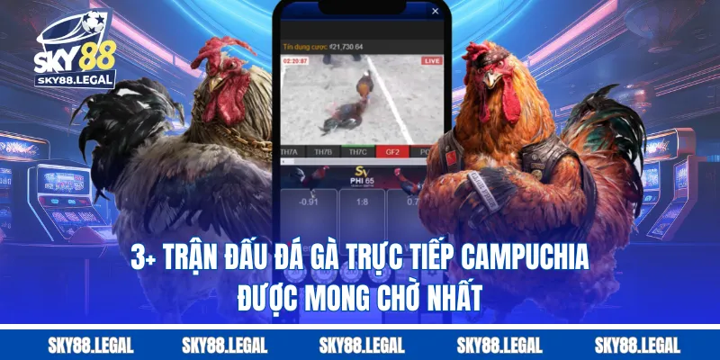 3+ Trận Đấu Đá Gà Trực Tiếp Campuchia Được Mong Chờ Nhất