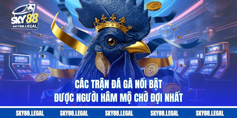 Các trận đá gà nổi bật được người hâm mộ chờ đợi nhất