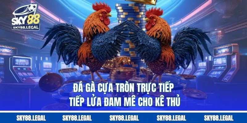 Đá Gà Cựa Tròn Trực Tiếp - Tiếp Lửa Đam Mê Cho Kê Thủ