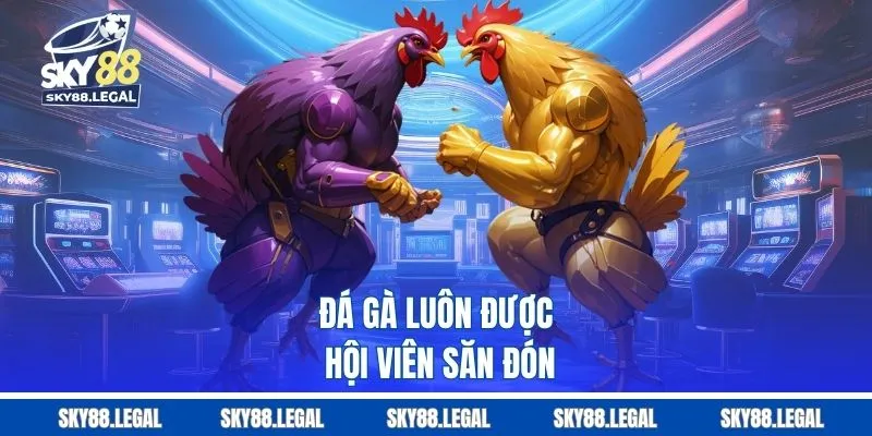 Đá gà luôn được hội viên săn đón