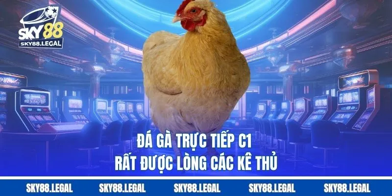 Đá gà trực tiếp C1 rất được lòng các kê thủ