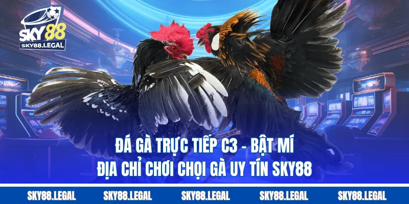 Đá gà trực tiếp C3 - bật mí địa chỉ chơi chọi gà uy tín SKY88