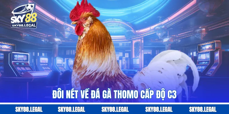 Đôi nét về đá gà Thomo cấp độ C3