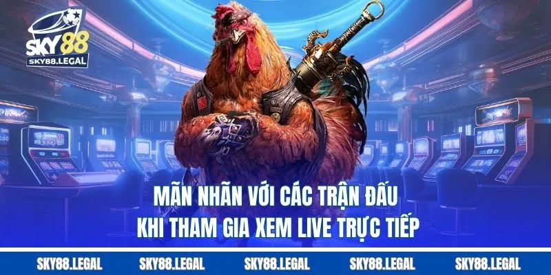 Mãn nhãn với các trận đấu khi tham gia xem live trực tiếp