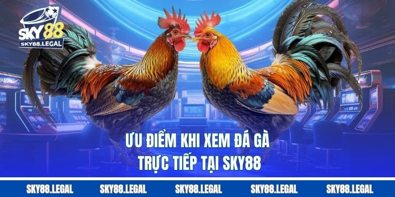 Ưu điểm khi xem đá gà trực tiếp tại sky88